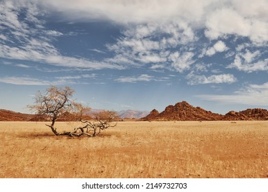 Trees Are Growing In The Extreme Climate Land. Majestic View Of Amazing Landscapes In African Desert.