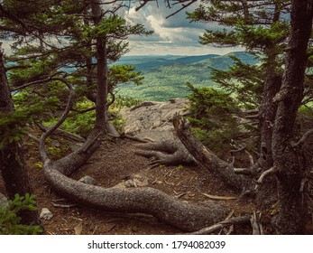 Trees Growing On The Edge Of A Cliff On North Pack Monadnock In Greenfield New Hampshire