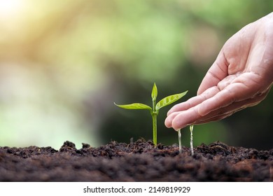 Trees are growing on fertile soil and farmers are watering the trees. Concept of nature, environment, and natural environment preservation. - Shutterstock ID 2149819929