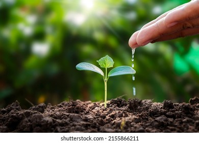 Trees are growing on fertile soil and farmers are watering the trees. Concept of nature, environment, and natural environment preservation.