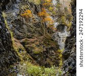 Trees growing on rocks in a fall season