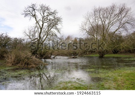 Trees growing on waterlogged ground