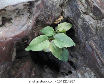 Trees growing in the root table