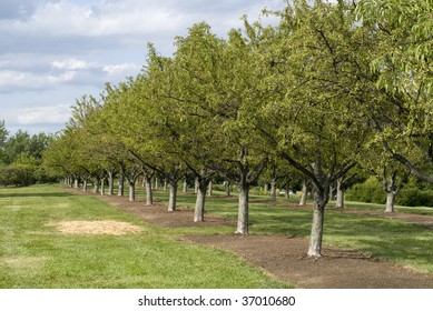 Trees growing in a row