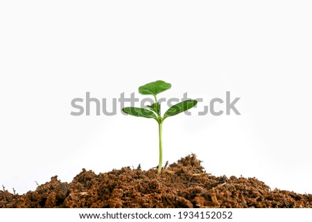 The trees are growing from the soil on a white background.