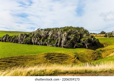 Trees Growing Under A Gale. Farm Field After Harvest. South Island, New Zealand. Incredible Cloudy Sunset. Southern Scenic Route. The Concept Of Active And Photo Tourism 