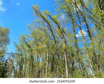 Trees grown bent over from severe wind gusts. Perspective, looking up at trees with bright blue sky. 