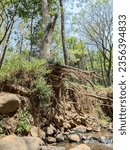 a trees with half root on the river