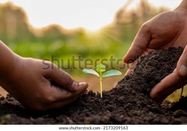 Trees in\
the hands of humans help to plant trees in the soil. The concept of\
reforestation and environmental\
protection.