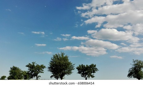 Trees in heavens