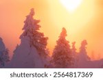 Trees with heavy coating of hoar frost in a mist during a cold sunset in Valtavaara near Kuusamo, Northern Finland