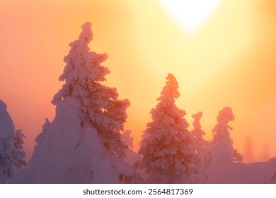 Trees with heavy coating of hoar frost in a mist during a cold sunset in Valtavaara near Kuusamo, Northern Finland