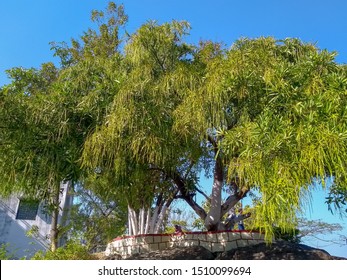 Trees helps in cleaning