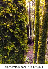 Trees, Henry Cowell State Park, 2019