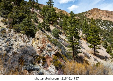 Trees in the High Desert