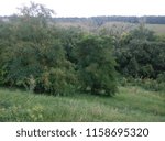trees in the hill
