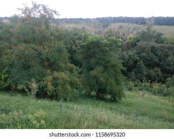 trees in the hill