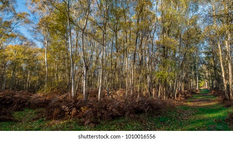 Trees At Holme Fen National Nature Reserve