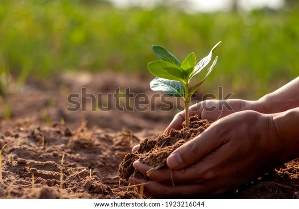 Trees and human hands\
planting trees in the soil concept of reforestation and\
environmental protection.