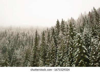 Trees In The Idaho Panhandle 