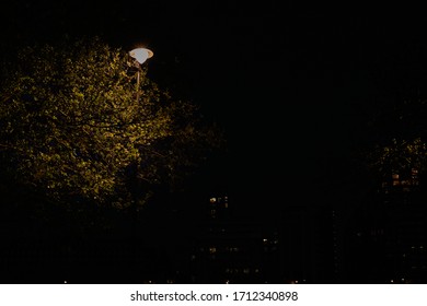 Trees Illuminated By Streetlight Against Night Sly