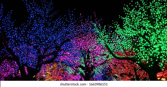 Trees Illuminated With Multicolored Lights