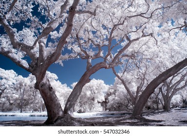 Trees In Infrared, Kiawah Island, SC.