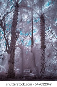 Trees In Infrared, Kiawah Island, SC.