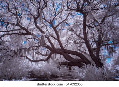 Trees In Infrared, Kiawah Island, SC.