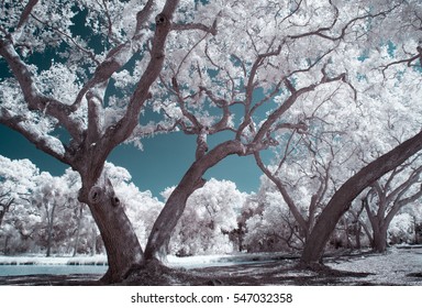 Trees In Infrared, Kiawah Island, SC.