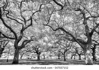 Trees In Infrared, Kiawah Island, SC.