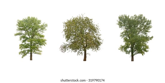 a trees isolated on white