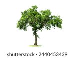 Trees isolated on white background, tropical trees isolated used for design, advertising and architecture