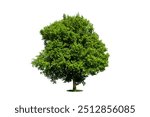 Trees isolated on white background, tropical trees isolated used for design, advertising and architecture