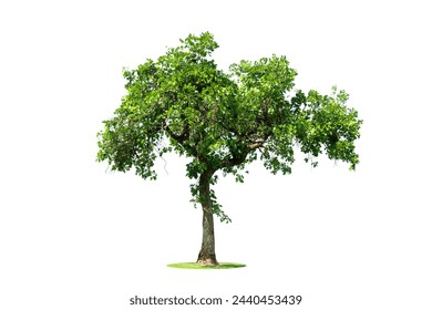 Trees isolated on white background, tropical trees isolated used for design, advertising and architecture - Powered by Shutterstock