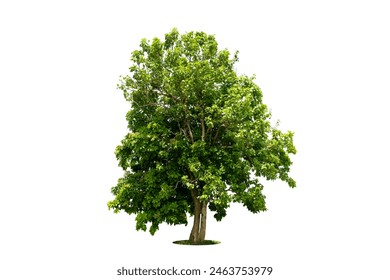 Trees isolated on white background, tropical trees isolated used for design, advertising and architecture