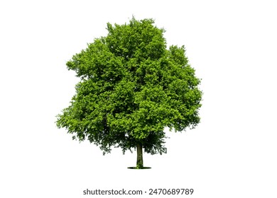 Trees isolated on white background, tropical trees isolated used for design, advertising and architecture - Powered by Shutterstock