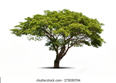 Trees isolated on white background, tropical trees isolated used for design, advertising and architecture
