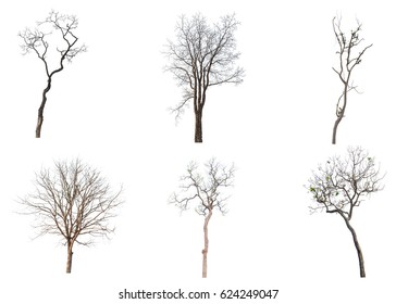 Trees Isolated On White Background Stock Photo 624249047 | Shutterstock
