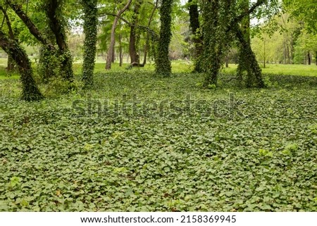 Trees and ivy on ground in a city park, spring time. Dendrariu park in Chisinau, Moldova. Concept of landscape and nature, green lawn.