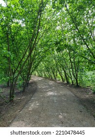 Trees In Jennys Wood, Boston Lincolnshire