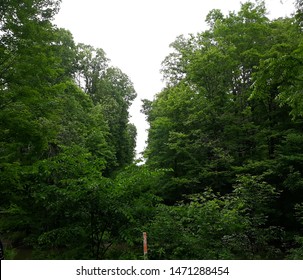 Trees In Jordan Creek Parkway In Whitehall, PA