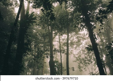 Trees In The Jungle Of Vietnam.