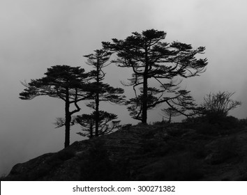 Trees in Khumjung