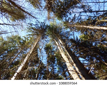 Trees At Lackawanna State Park On November 13, 2016