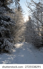 Trees laden with snow in a forest with a path on a sunny winter day in the Spessart region of Bavaria, Germany
