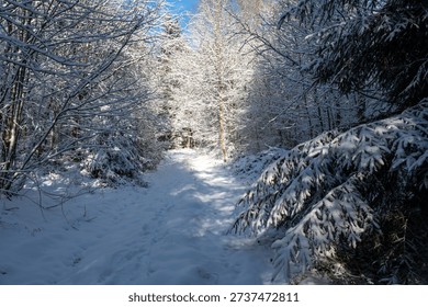 Trees laden with snow in a forest with a path on a sunny winter day in the Spessart region of Bavaria, Germany