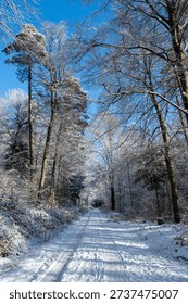Trees laden with snow in a forest with a path on a sunny winter day in the Spessart region of Bavaria, Germany