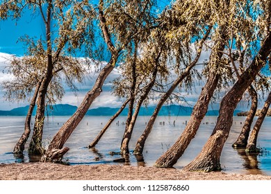 trees in the lake