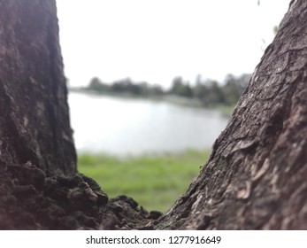Trees and lakes